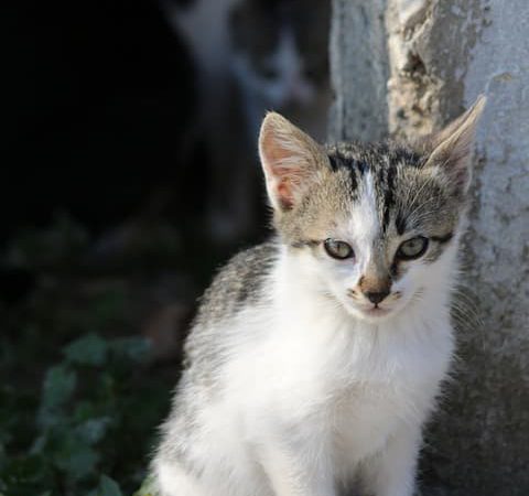 evcil hayvanların faydaları nelerdir