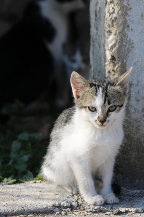 evcil hayvanların faydaları nelerdir